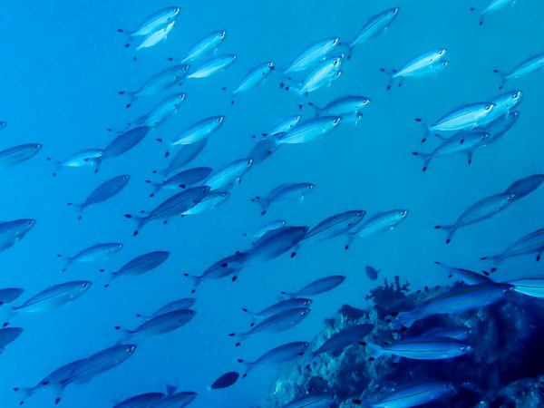 万座 地形ダイビングで魚の群れに！