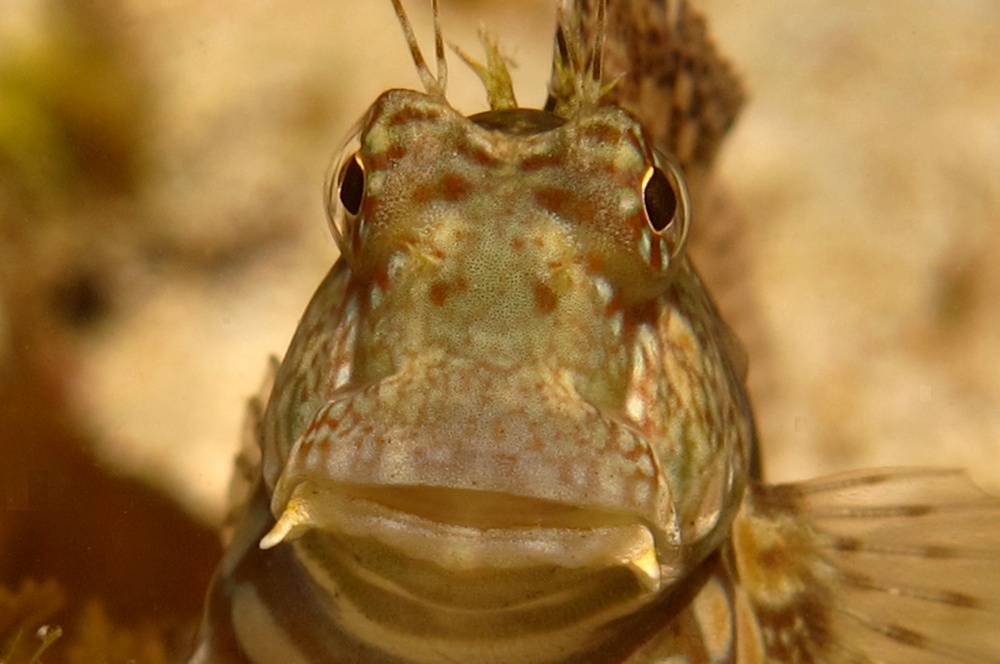 水中生物