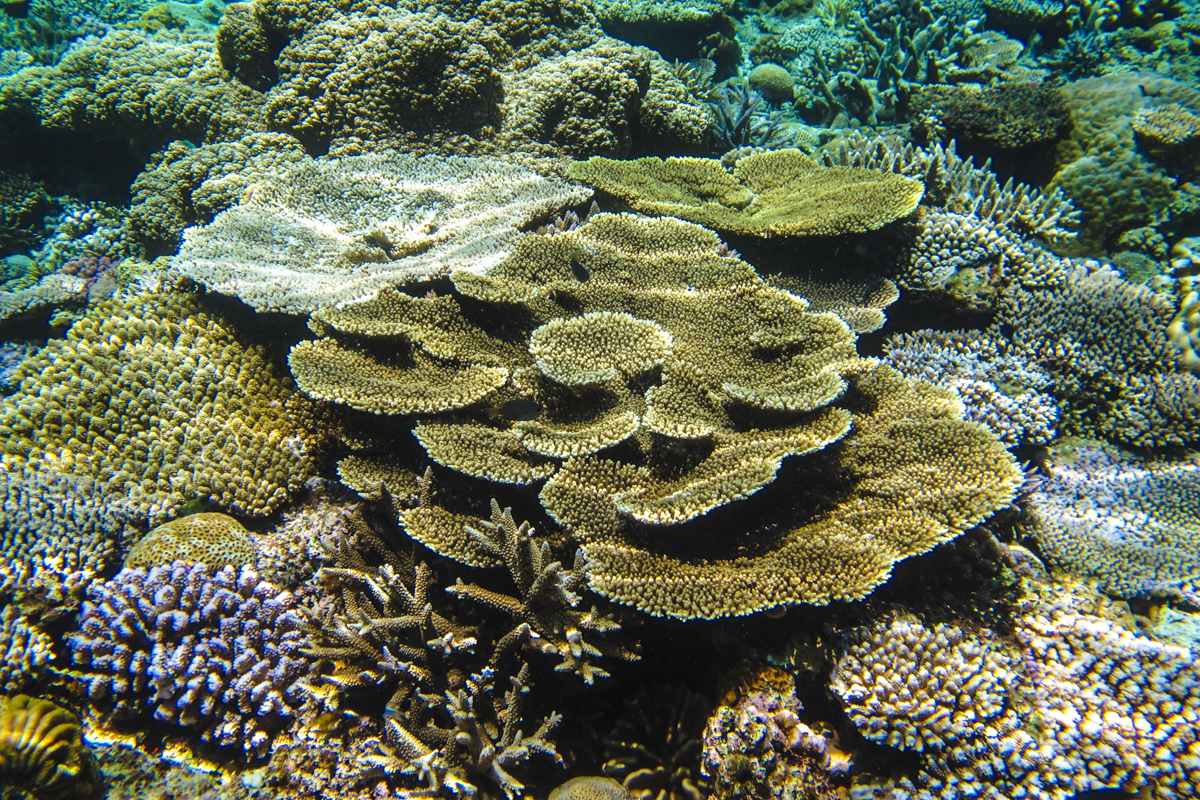 沖縄の珊瑚礁　北部ダイビング