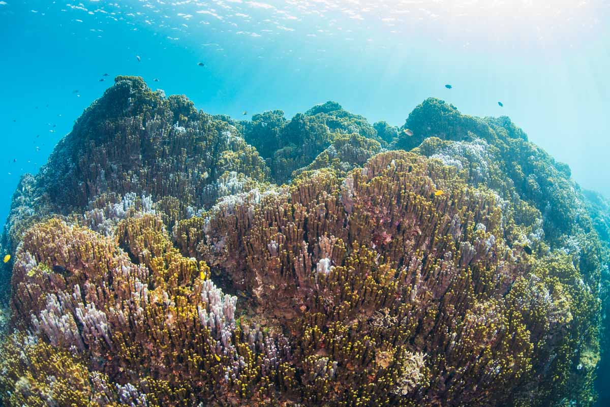 アオサンゴ・青珊瑚の群生 | 沖縄ダイビングライセンス©