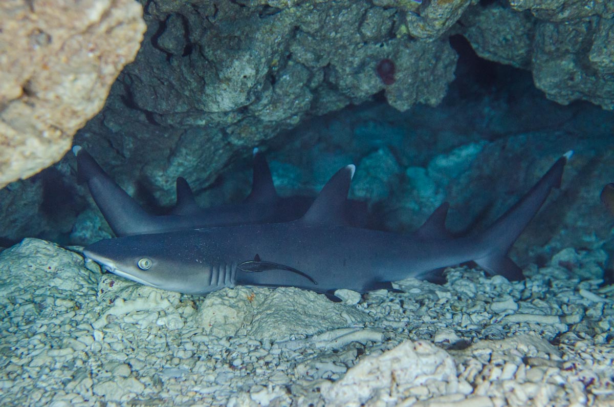 瀬底島のダイビングポイントの特徴や出会える魚