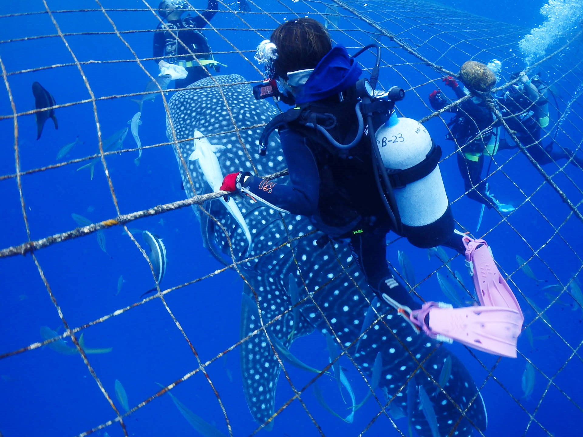 ジンベエザメの背に乗ってるかのよう 艸 体験ダイビング 沖縄 沖縄ダイビングライセンス C