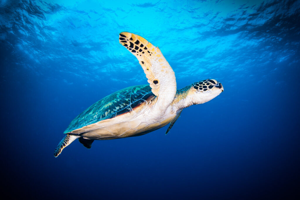 ウミガメの水中写真