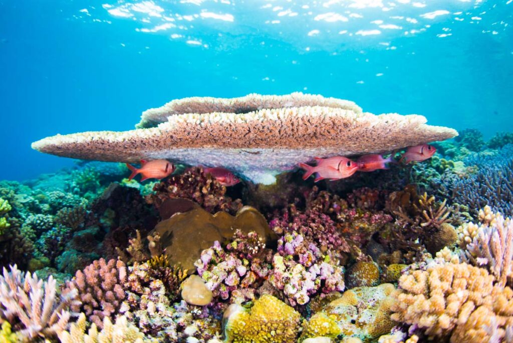 珊瑚で休む魚・水納島
