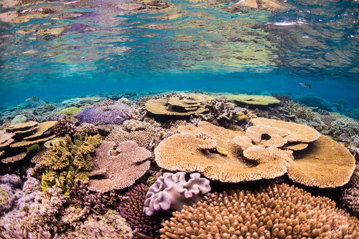 水面反射の珊瑚・沖縄