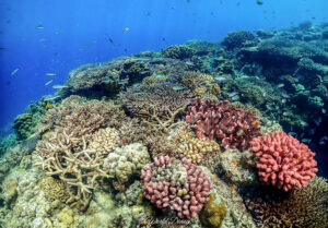 水納島 サンゴ礁