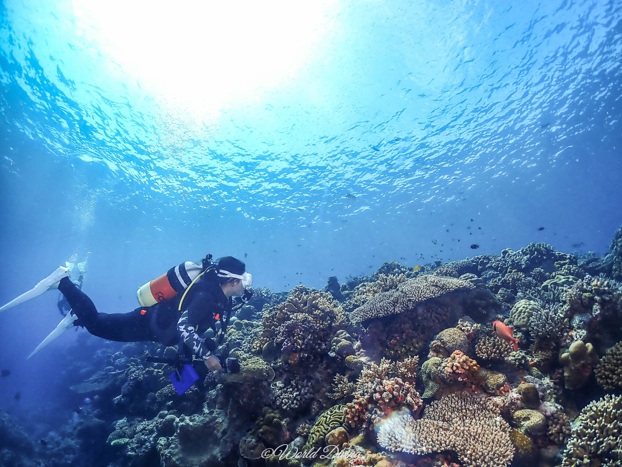 水納島 サンゴ礁とダイバー