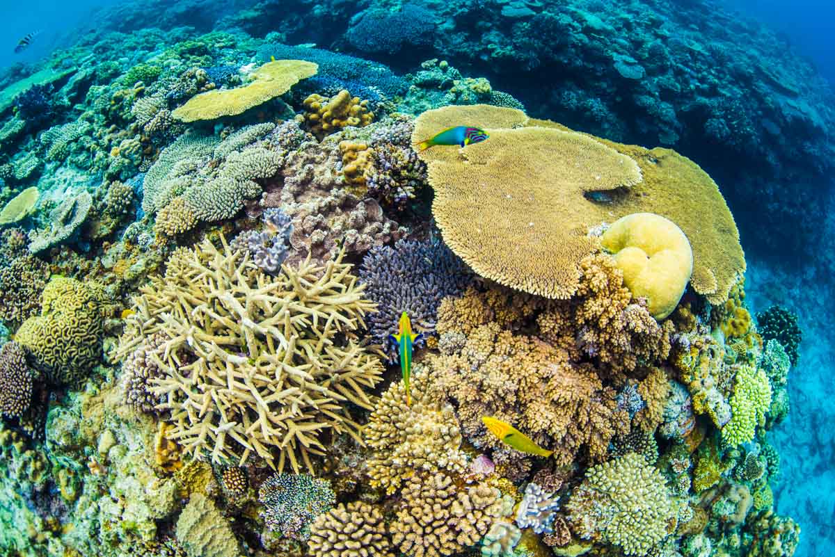 沖縄北部ダイビング　水納島の珊瑚