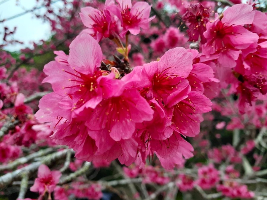 🌸桜の季節がやって来ました🌸