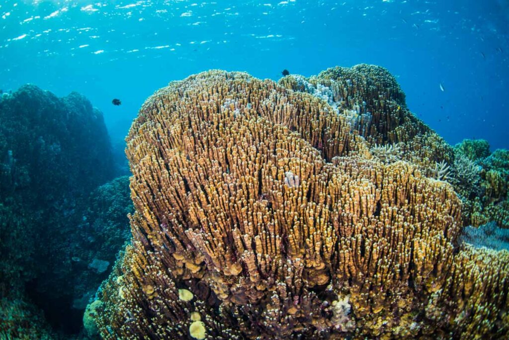 辺野古新基地の埋め立て【辺野古の海を守ろう！】