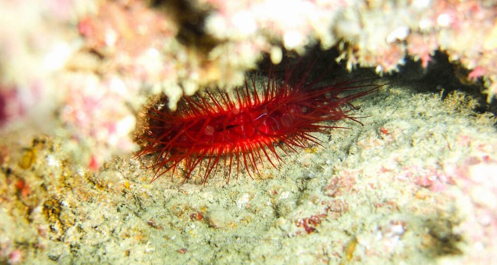 ウコンハネガイ