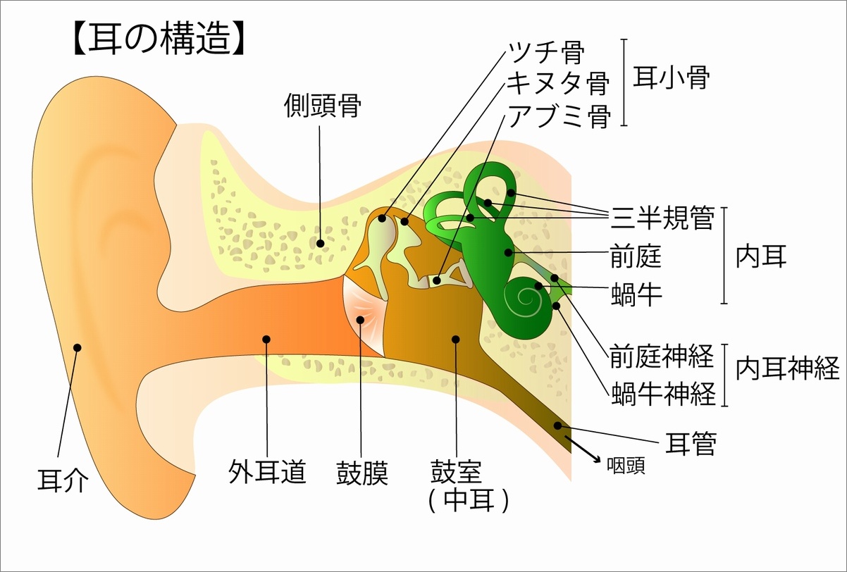 耳抜きのやり方(方法)とコツ・ダイビング