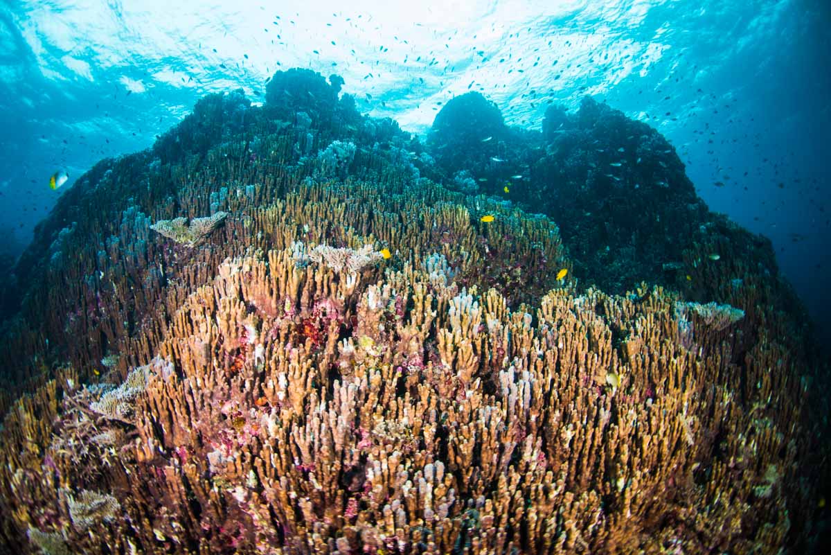 アオサンゴ・青珊瑚の群生