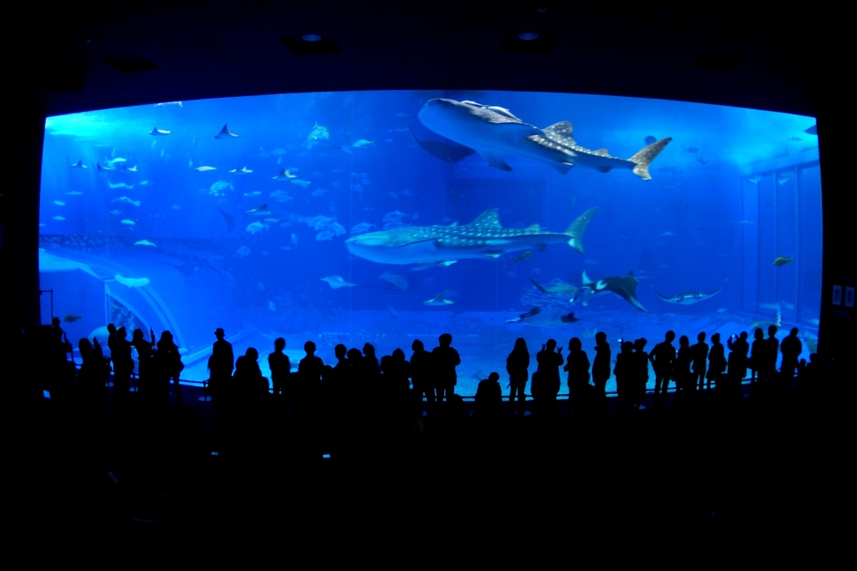 恩納村から沖縄美ら海水族館