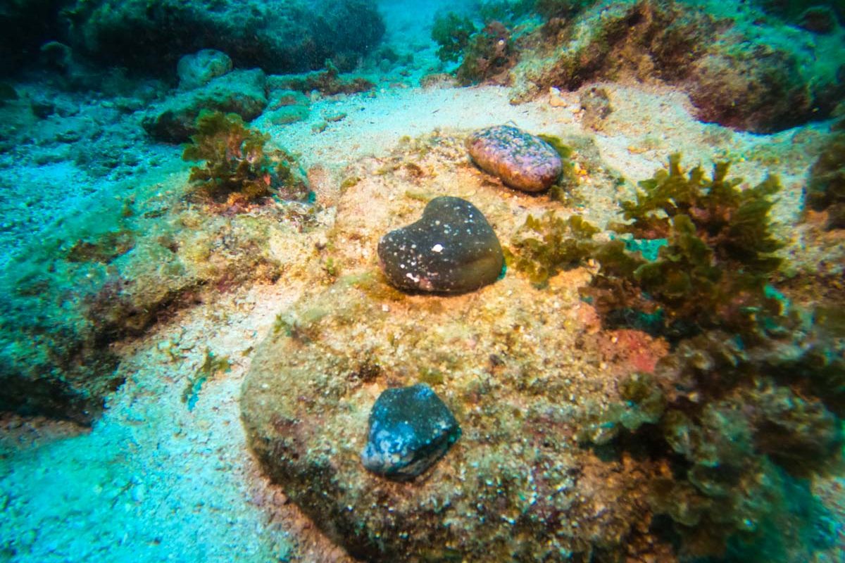 バラスト石【南浮原島沖海底遺跡】