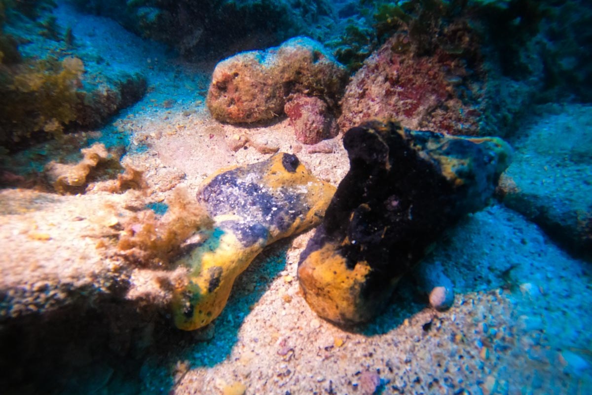 木炭【南浮原島沖海底遺跡】