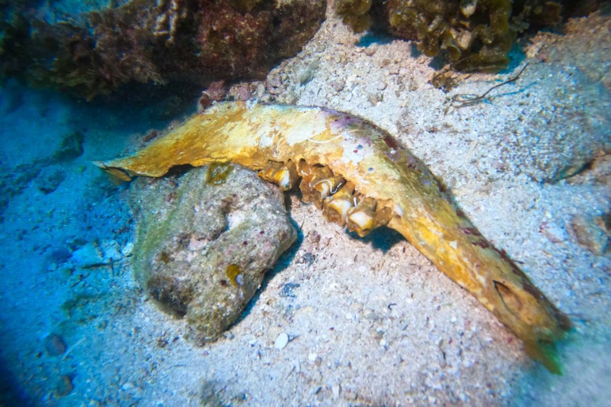 動物の骨 南浮原島沖海底遺跡