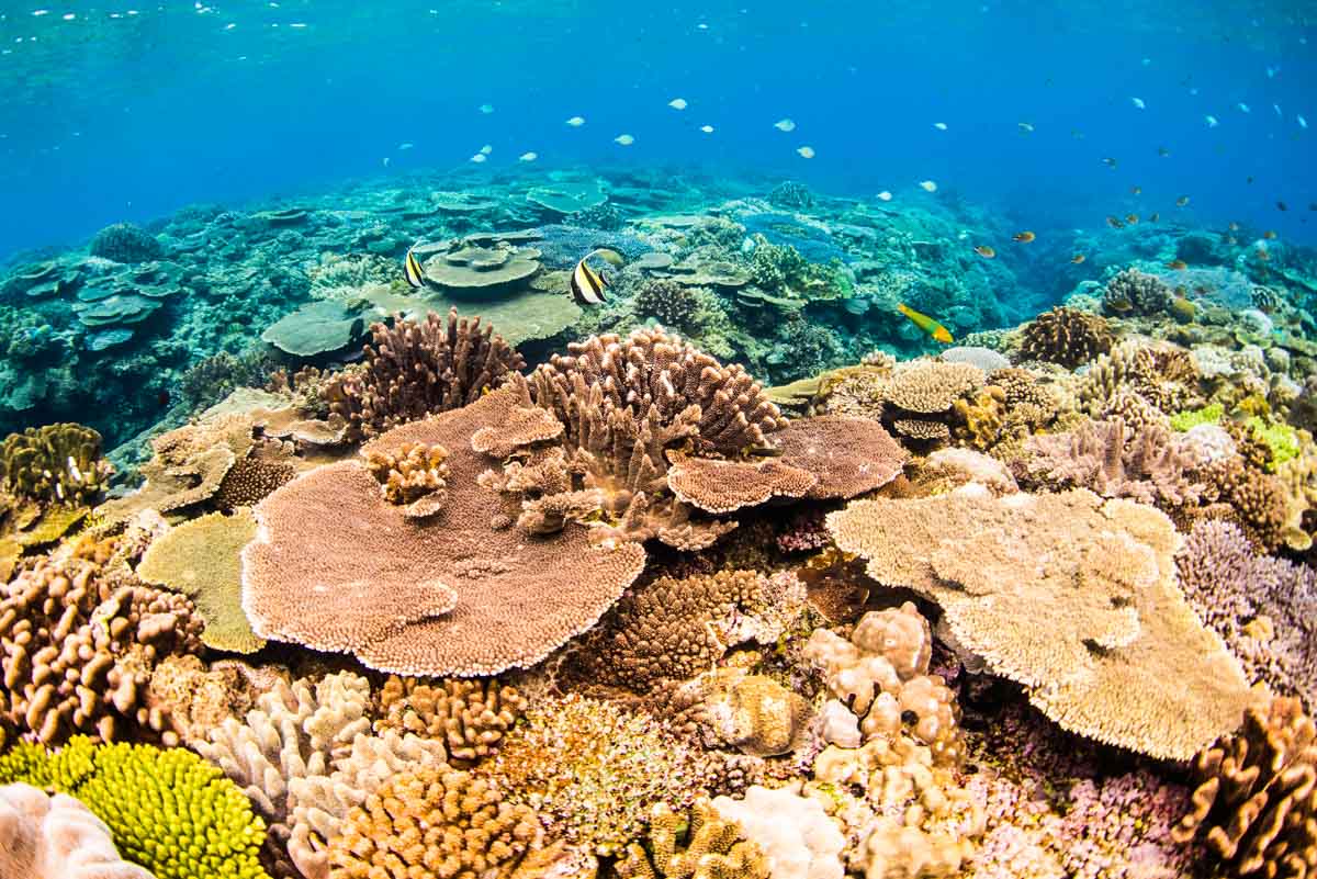 沖縄で1番綺麗な珊瑚の群生・水納島