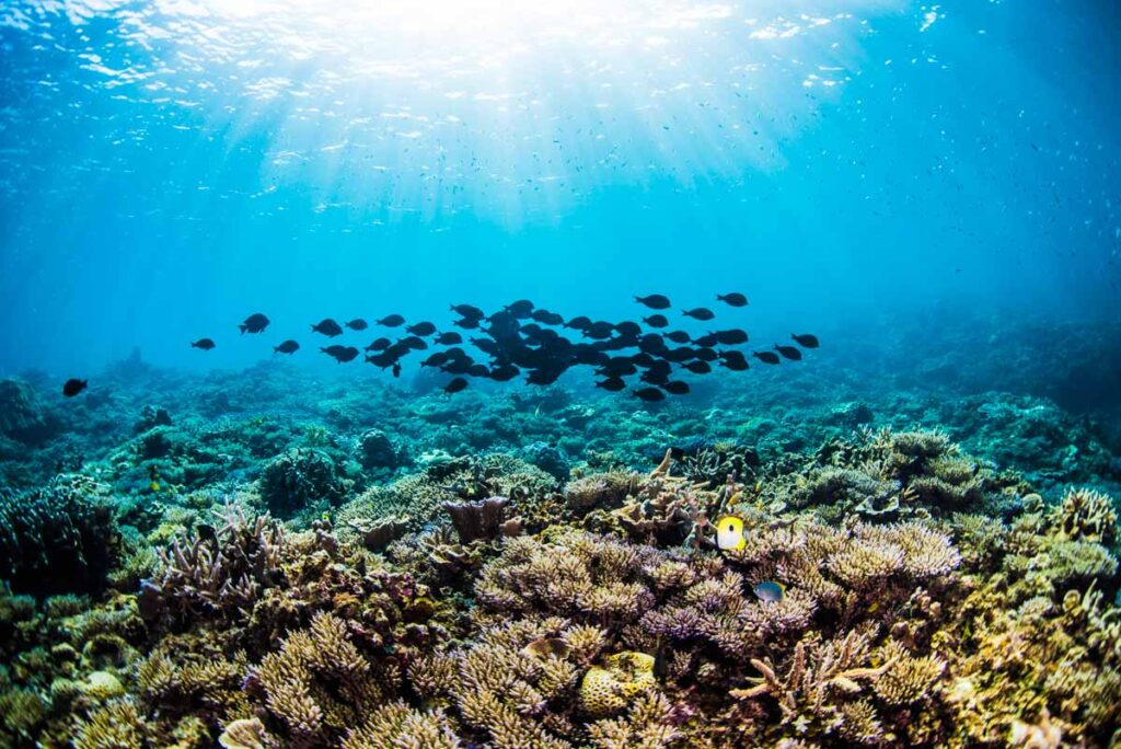 【埋め立て反対】辺野古の海と魚達