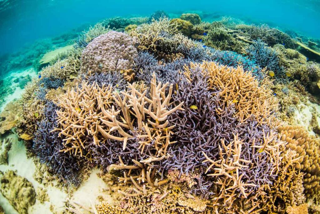 沖縄本島で1番綺麗な珊瑚・ゴリラチョップ