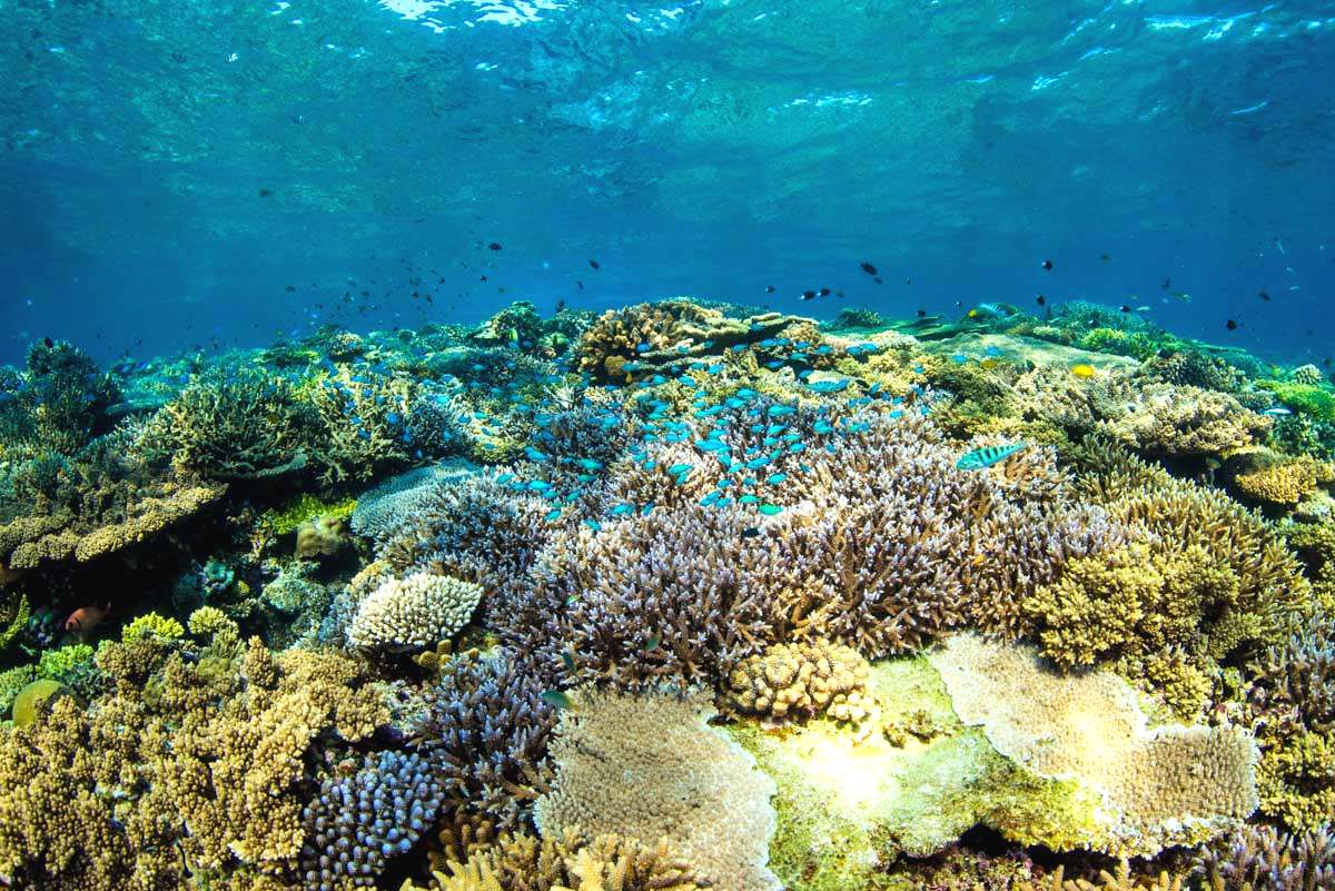 【透明度40M】水納島の浅瀬の珊瑚