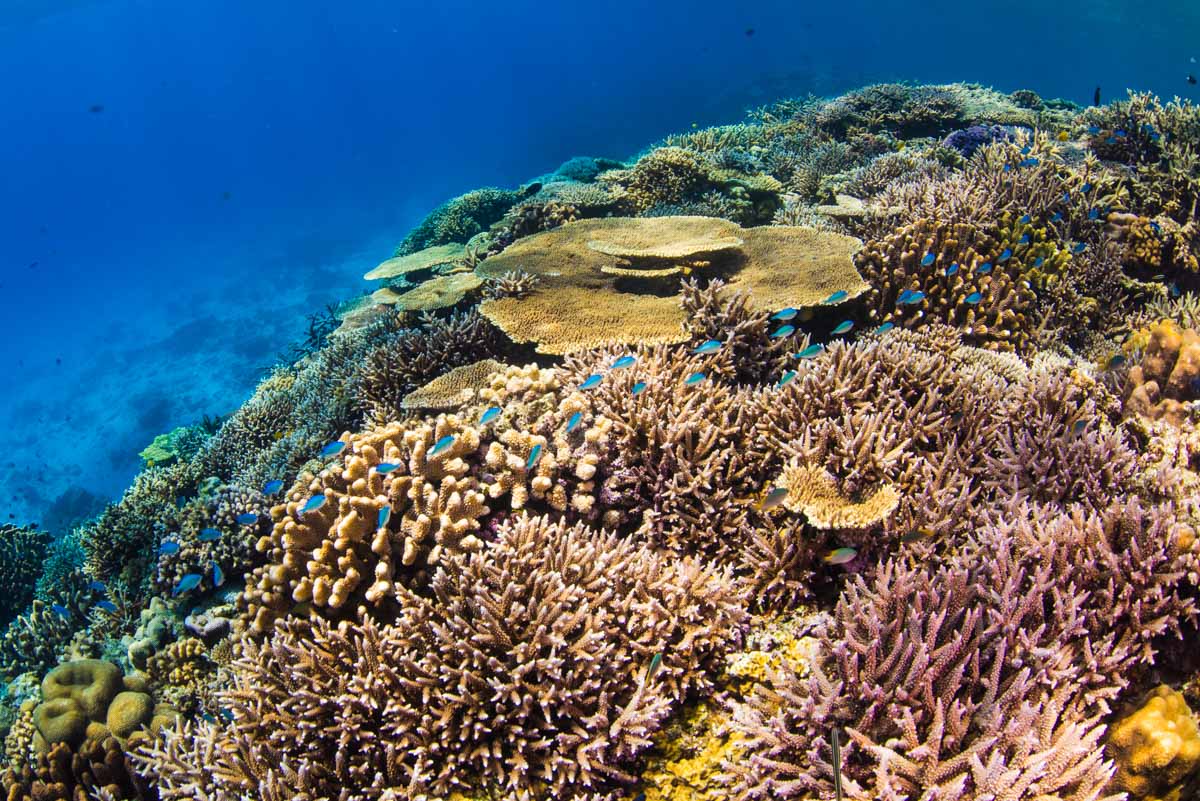 水納島の浅瀬の珊瑚とスズメダイ
