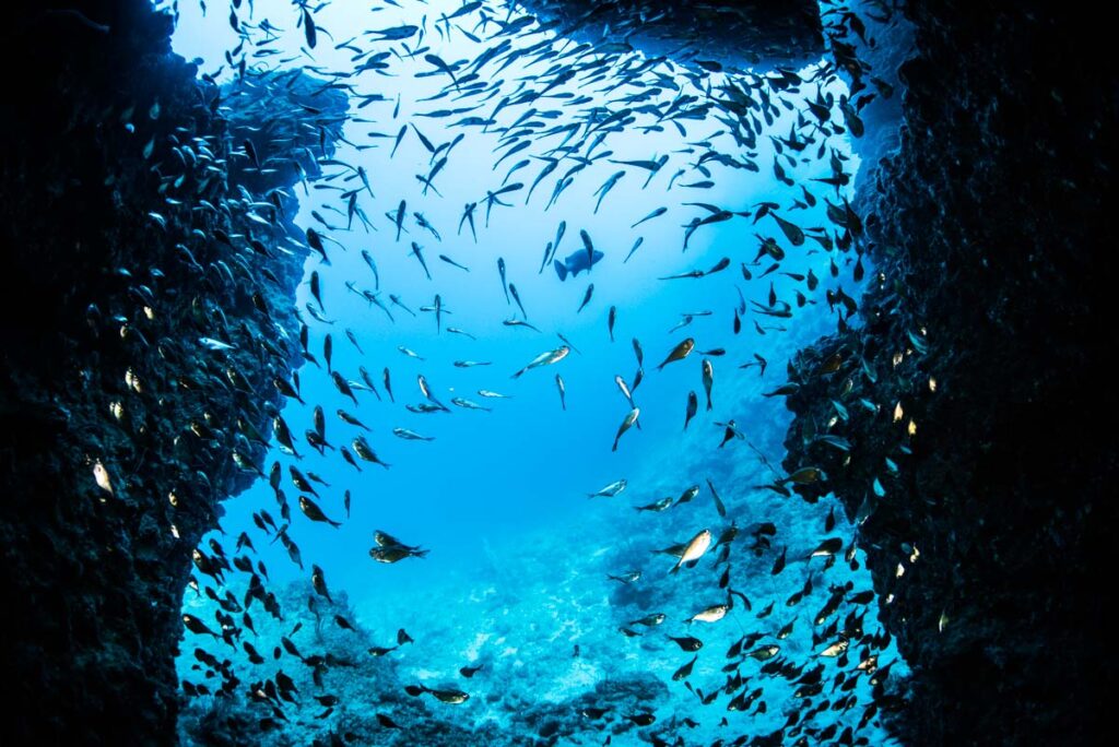 水中洞窟に生息する魚の群れ