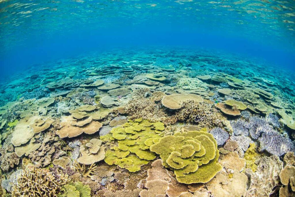 瀬底島の浅瀬のハードコーラル