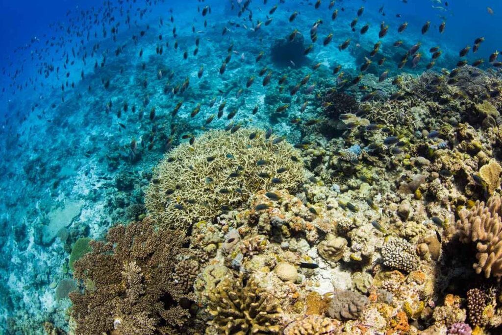 水納島の珊瑚と魚の群れ