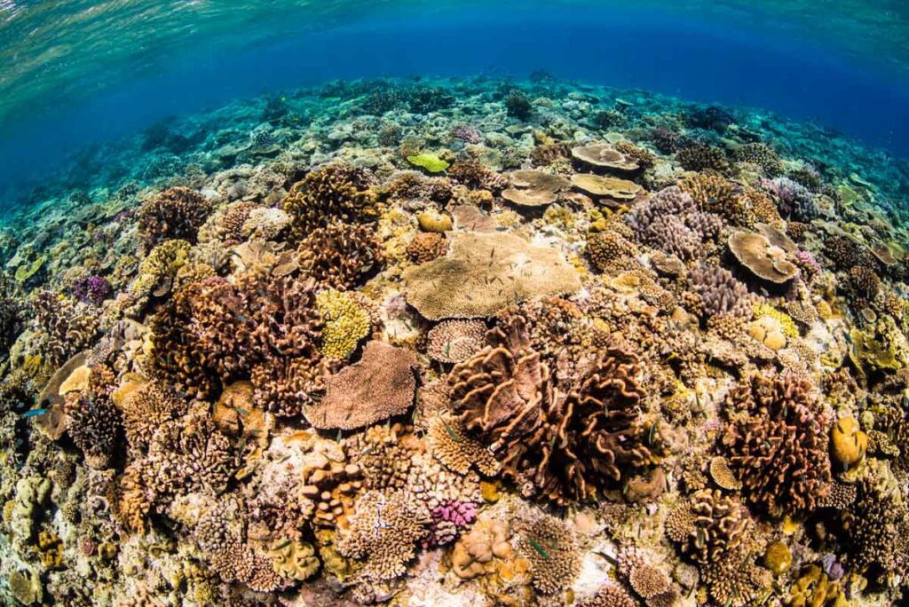 沖縄で1番綺麗な島「水納島」の珊瑚