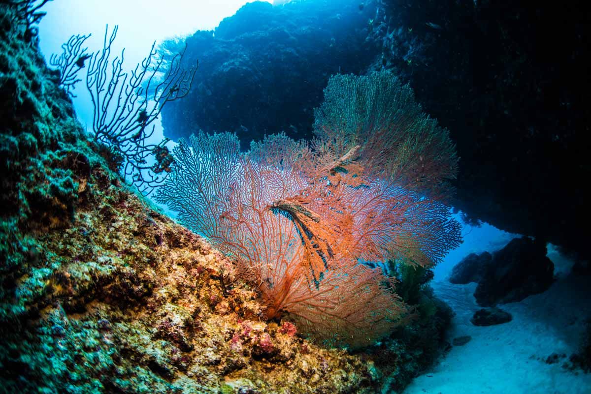 イソバナ珊瑚(アップルサンゴ)