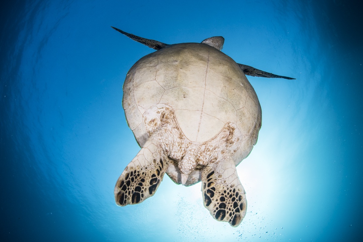 ウミガメのオスとメスの見分け方