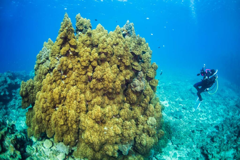 大浦湾のハマサンゴとダイバー・辺野古基地埋め立て
