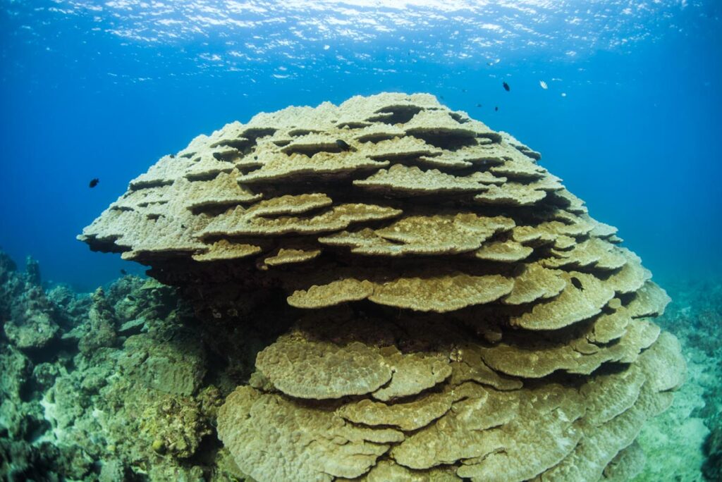 大浦湾のハマサンゴ・辺野古基地埋め立て