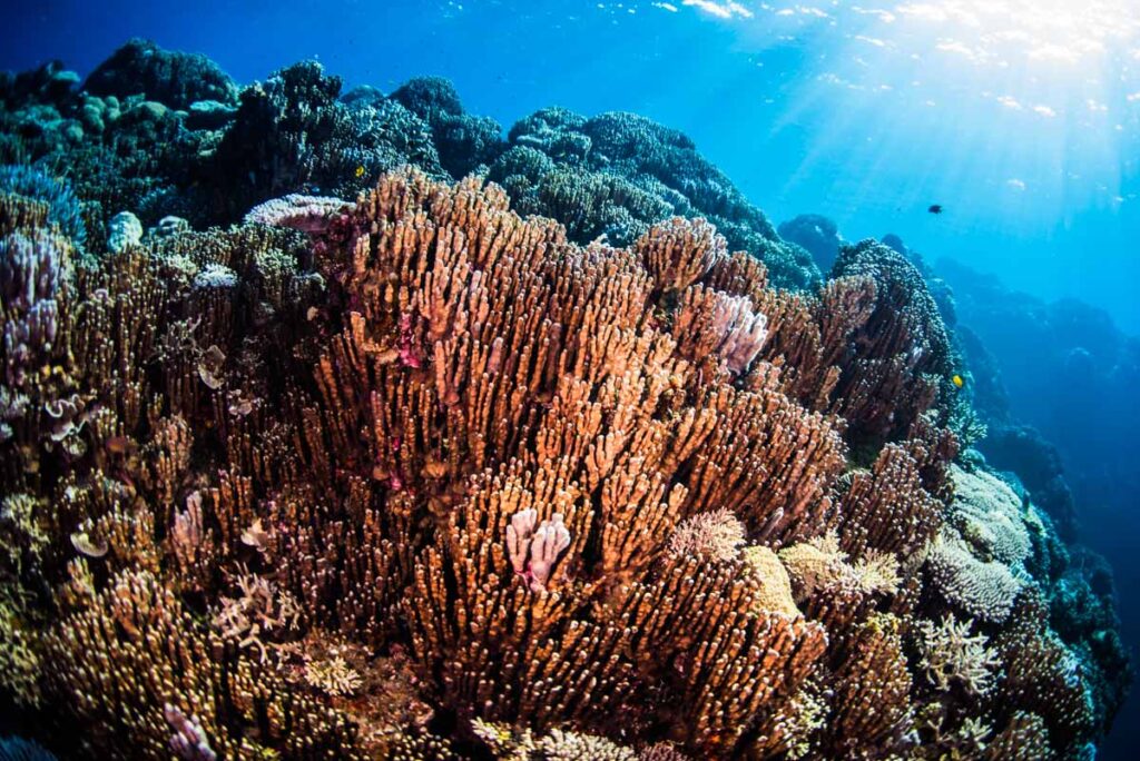 大浦湾のアオサンゴ・辺野古基地埋め立て