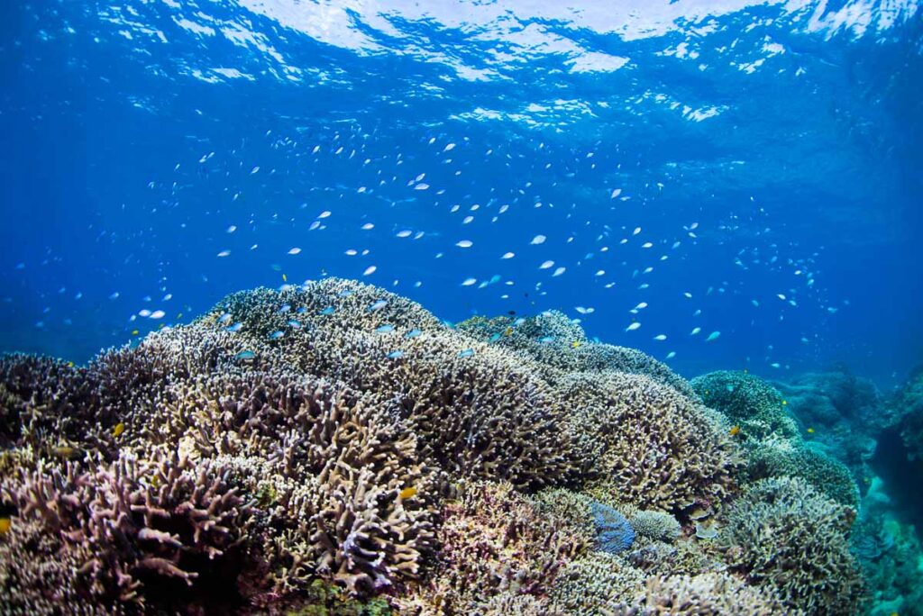 大浦湾のデバスズメダイ・辺野古基地埋め立て