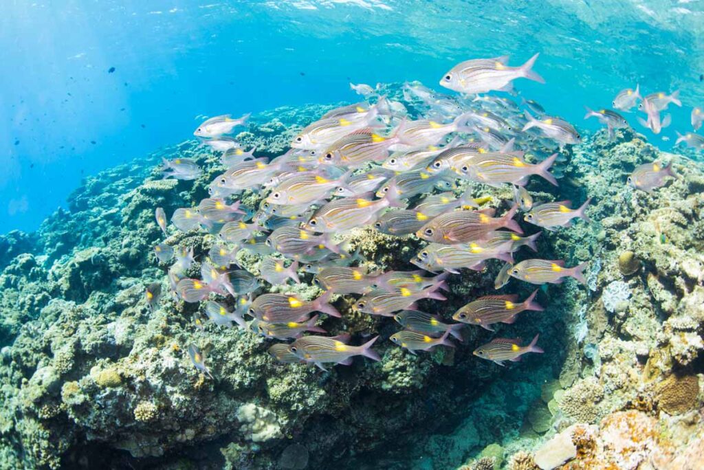 辺野古の海と魚の群れ【辺野古基地の埋め立て反対】