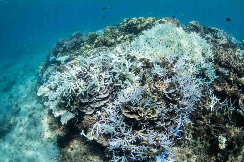 【2024年版】沖縄本島のサンゴ白化現象・浅瀬の9割が死滅