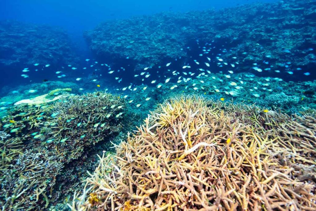 大浦湾の珊瑚とデバスズメダイ・辺野古新基地の埋め立て