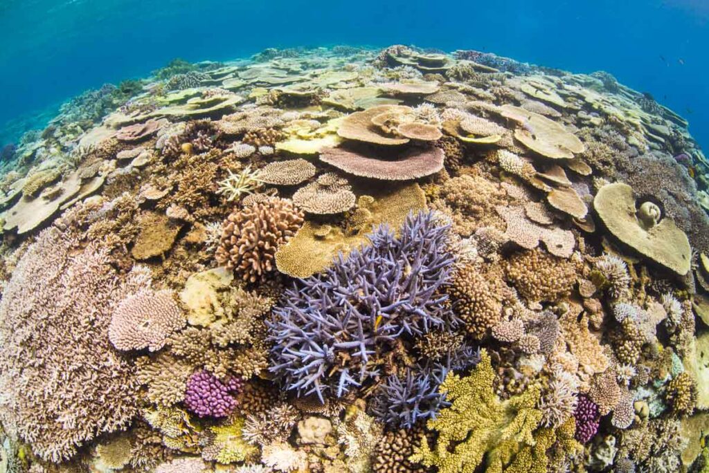 沖縄水納島の浅瀬のカラフルなサンゴ
