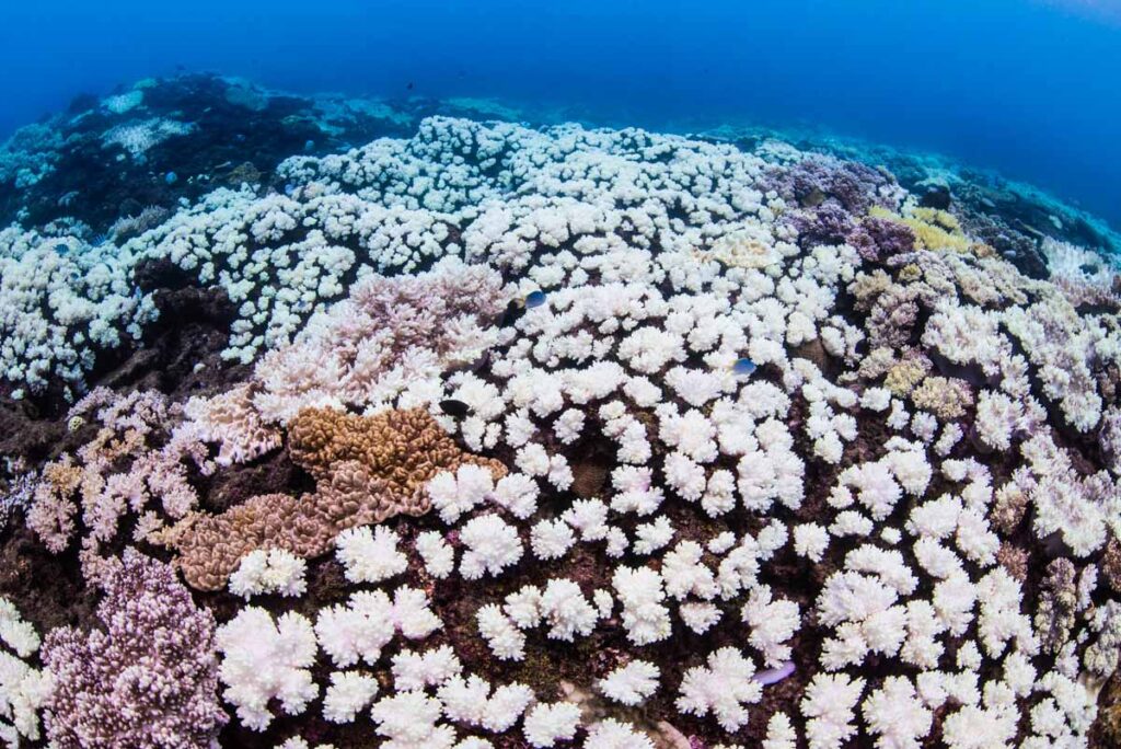 沖縄本島のサンゴ白化現象・浅瀬の9割が死滅