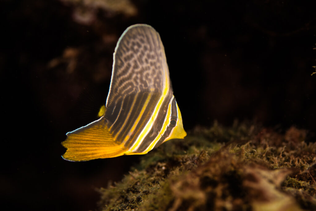 ヒレナガハギの幼魚