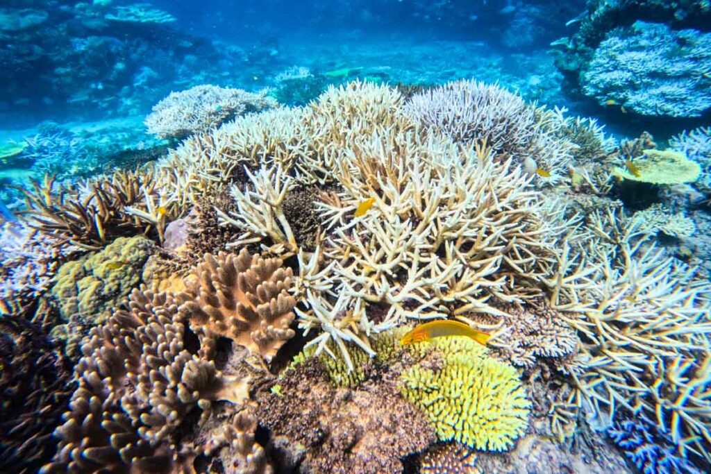地球温暖化で白化した沖縄水納島のサンゴ