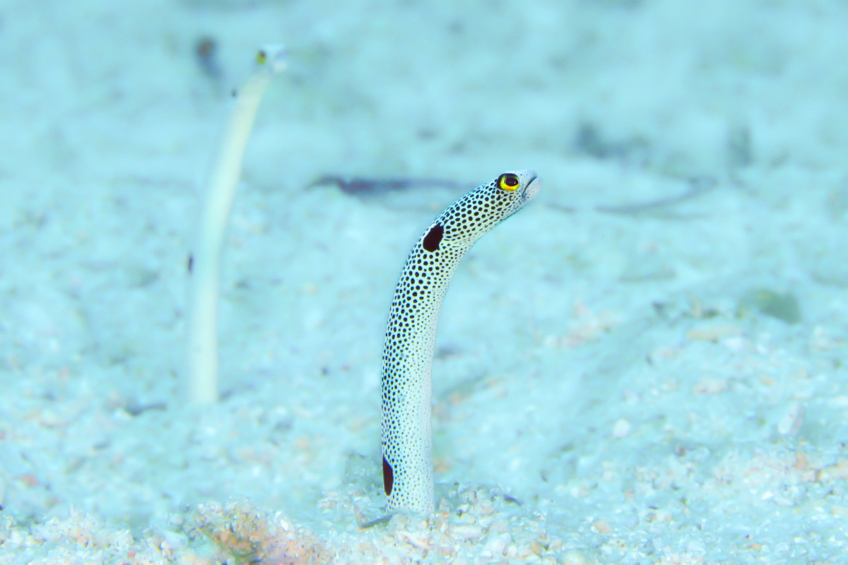 ポートサイドの名物はチンアナゴ