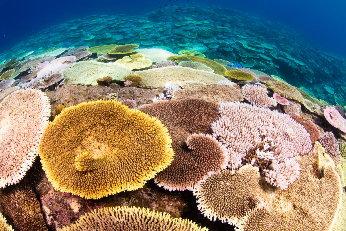 「秘密基地」の浅瀬の珊瑚