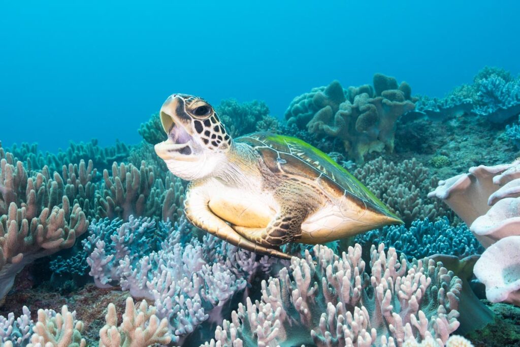 あくびをするウミガメ