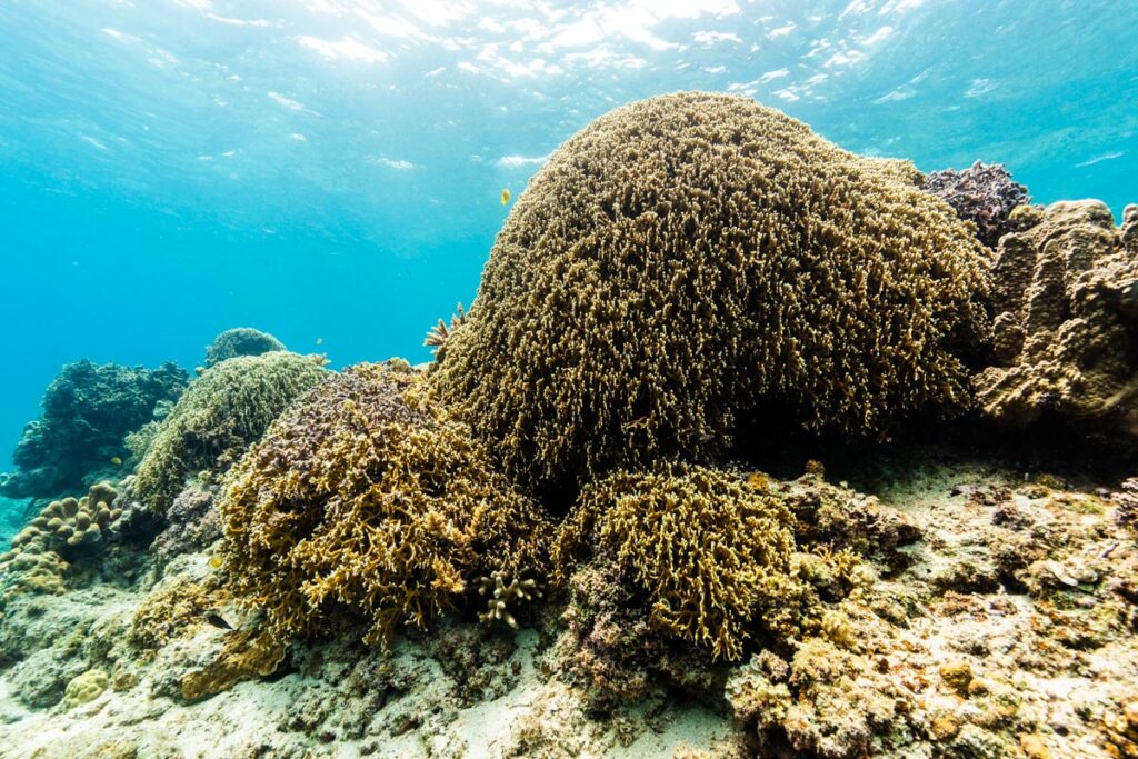 火炎サンゴ・ファイヤーコーラル