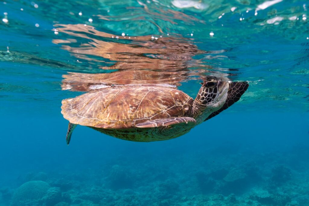 息継ぎするウミガメ