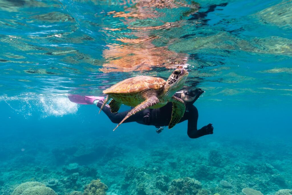 ウミガメとスノーケリング