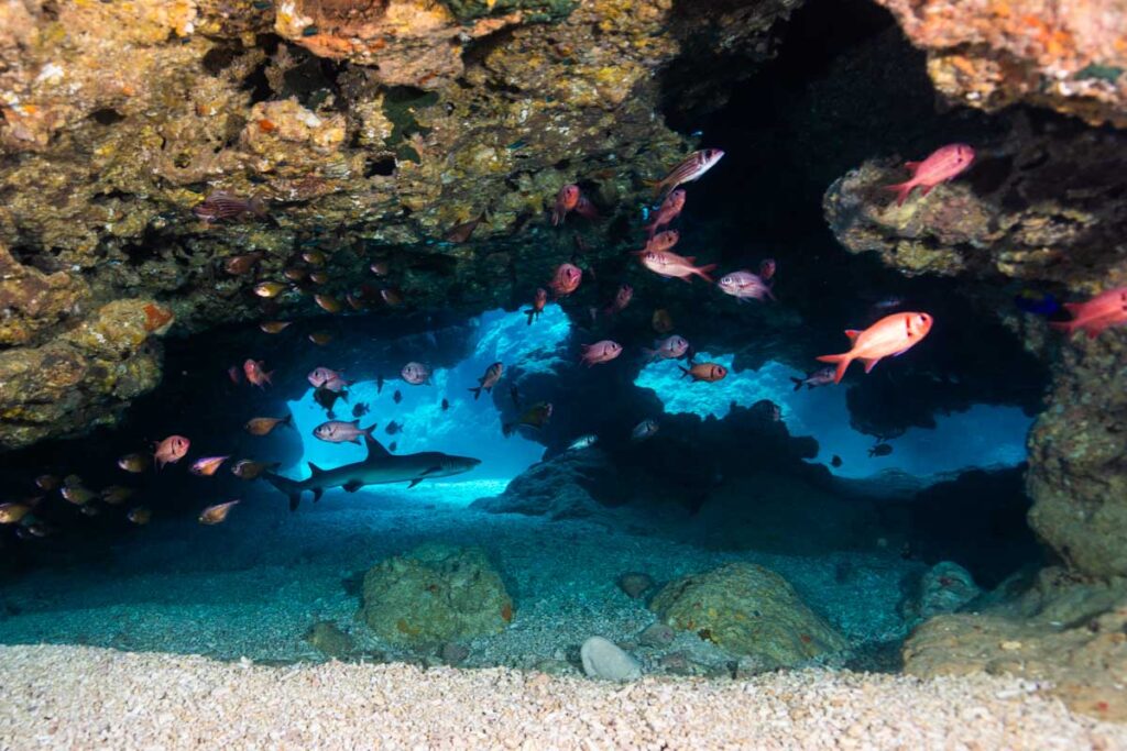 洞窟を住処にするホワイトチップ